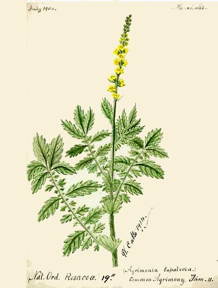 Drawing of an agrimony plant