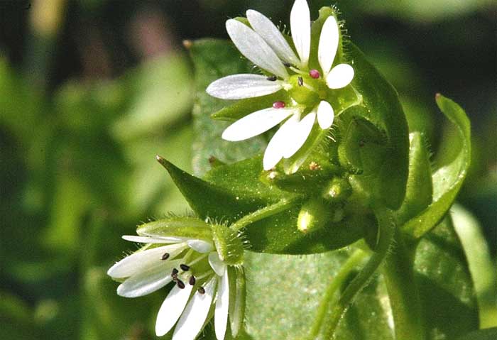 Close up of chickweed flower