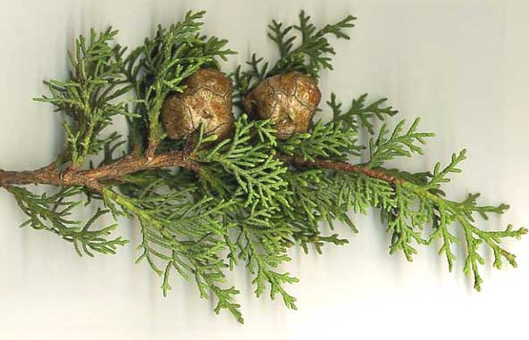 cypress leaves and cones