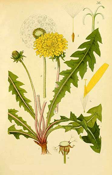 Illustration of a dandelion plant