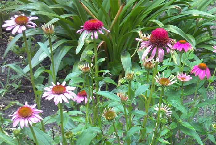 Echinacea is also called purple coneflower