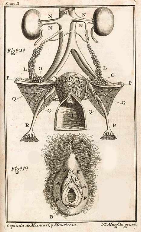 An early illustration of the female reproductive organs
