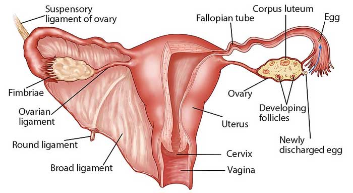 Modern illustration of the female reproductive organs
