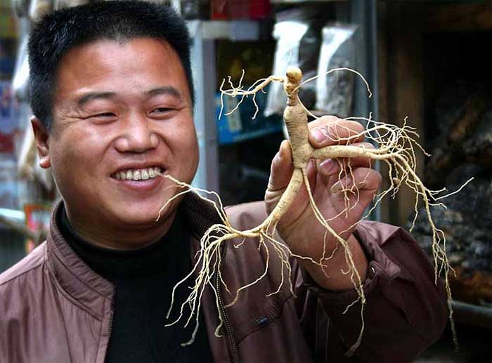 man with a large ginseng root