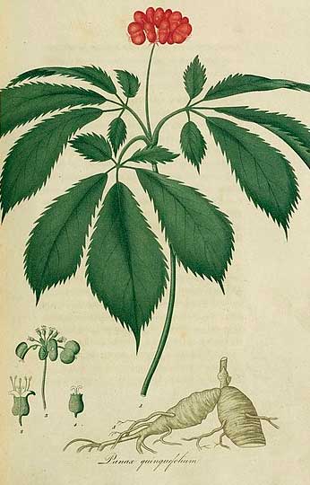 Illustration of a ginseng plant