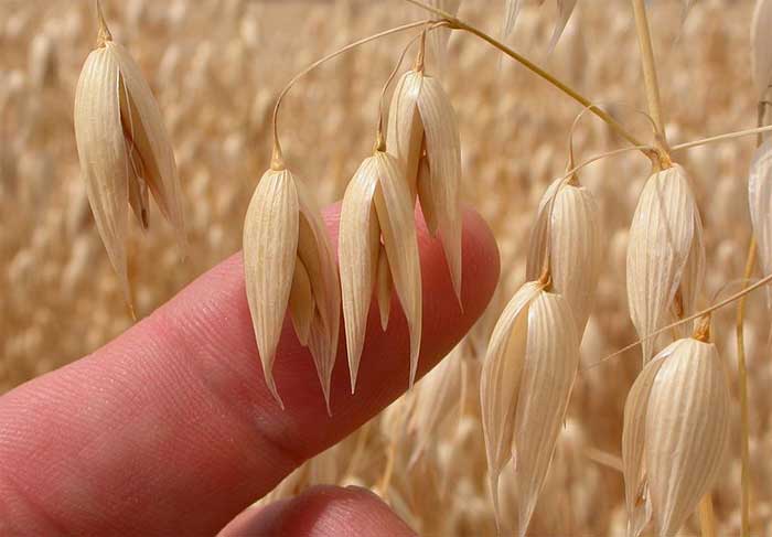 oats grow in a field