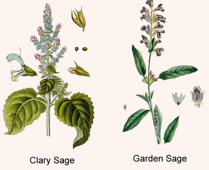 Clary Sage and Garden Sage