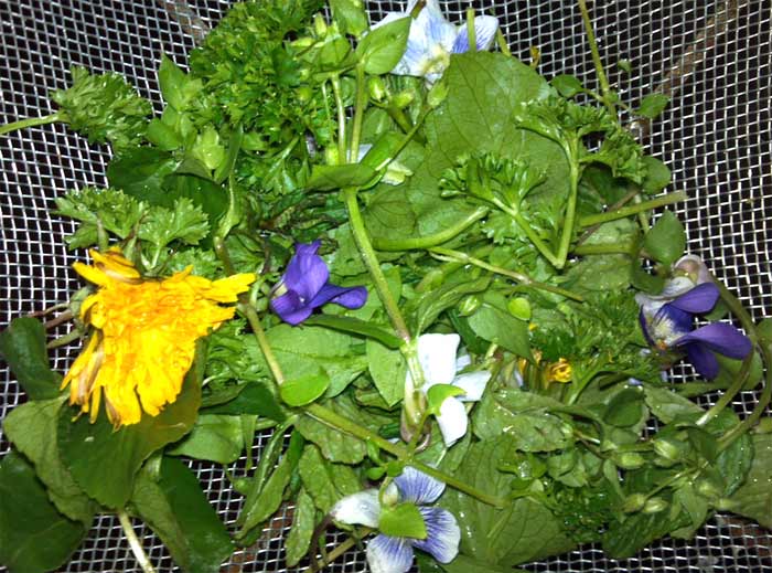 Chickweed Spring Salad with violets and dandelion flowers