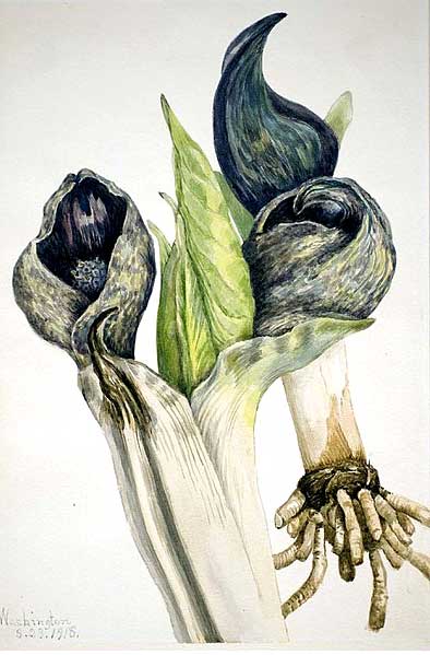 Drawing of skunk cabbage