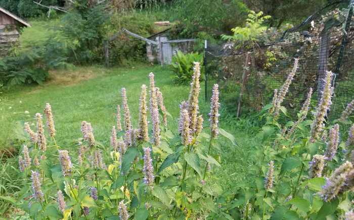 large patch of anise hyssop in full bloom