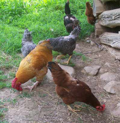 free range chickens eat chickweed