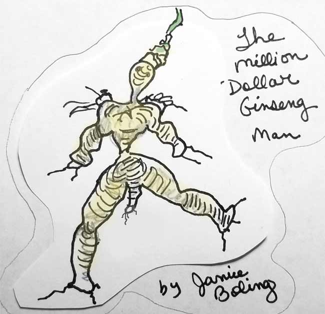 The Ginseng Man drawing
