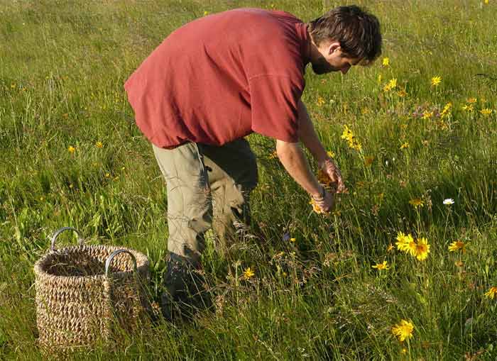 man picks arnica flowers in a field