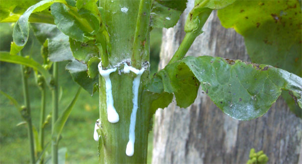 Wild lettuce dripping sap