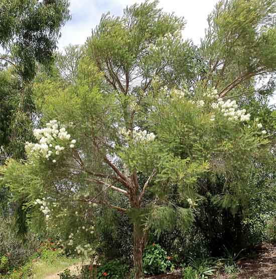 Melaleuc Alternifolia tree