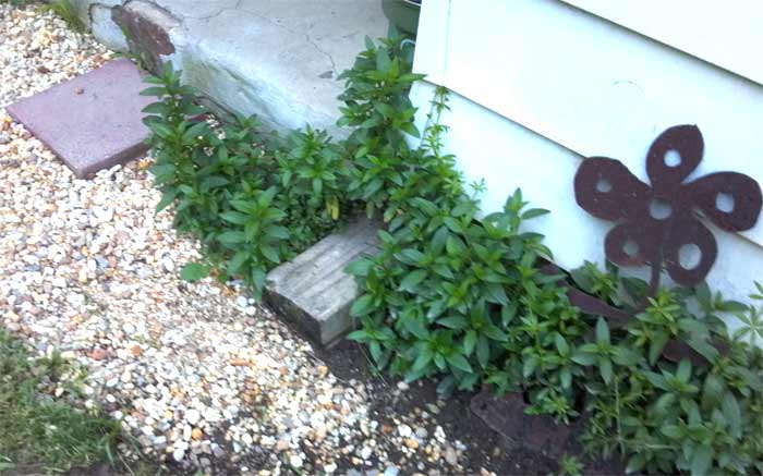 peppermint growing by the back door