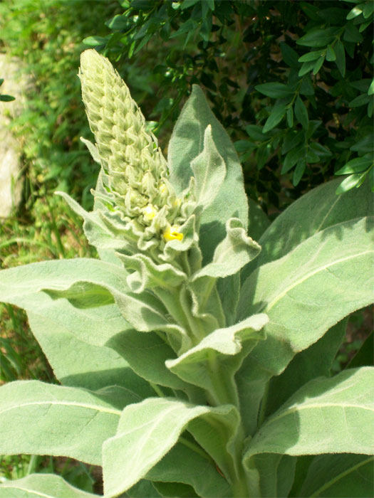 Close up of a mullein plant in bloom