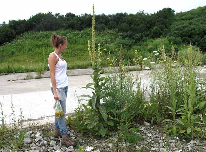 Tall mullein plant grows beside a highway