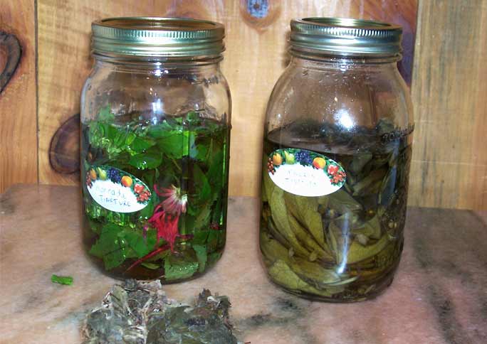 two mason jars containing tinctures