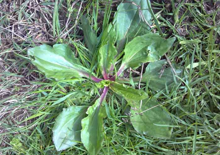 Plantain growing in a lawn