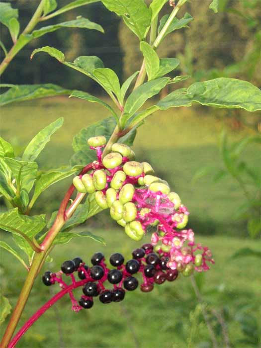 Polk berries