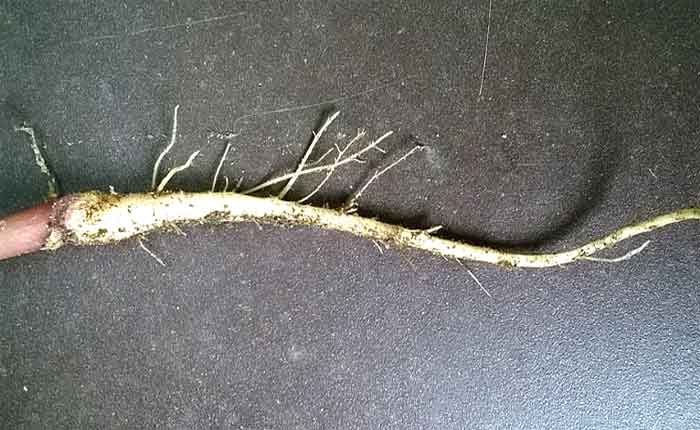 fresh polk root