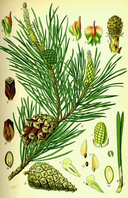 Illustration of Scotch Pine