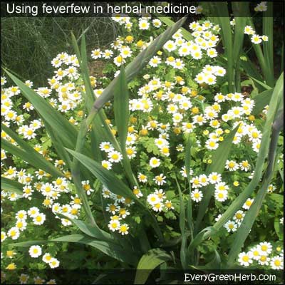 Feverfew plants and flowers