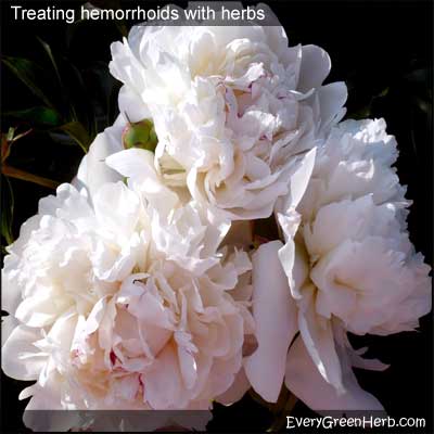 Peony roots are used in herbal medicine to heal hemorrhoids.