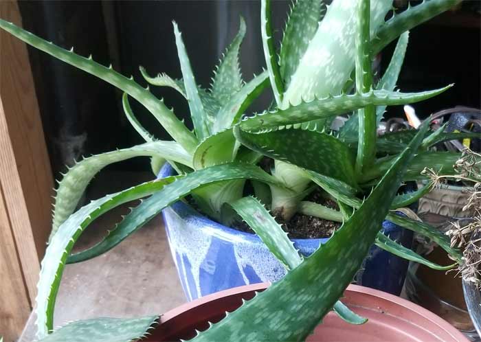 Aloe Vera growning in a pot