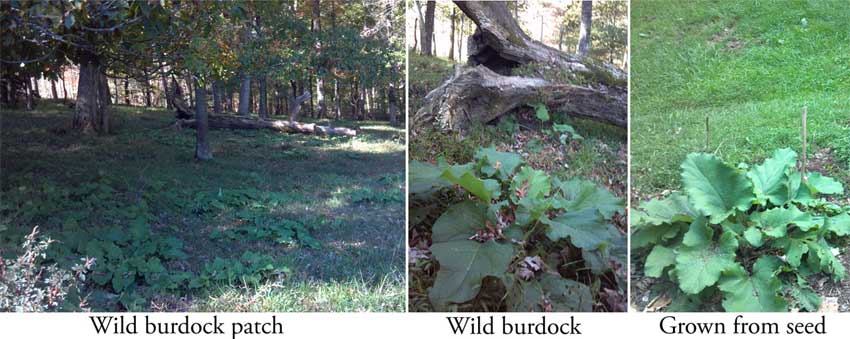 Burdock patch in the woods