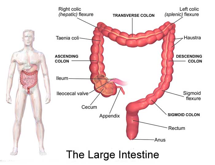 The Colon - large intestine diagram