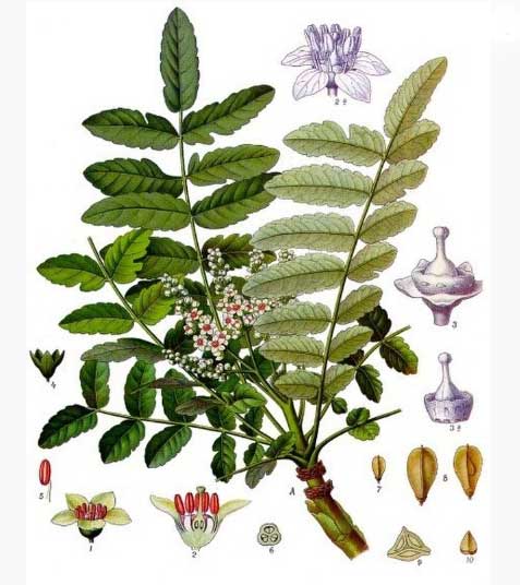 Frankincense plant illustration