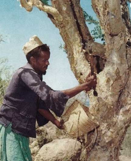 Man harvests myrrh resin from tree