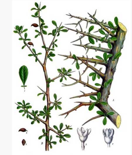 Myrrh plant with thorns