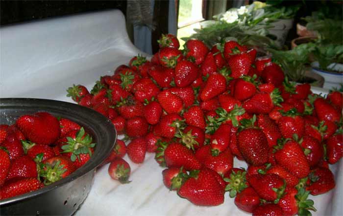 Pile of fresh strawberries