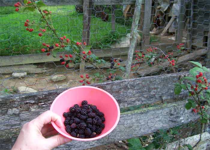 bowl of fresh blackberries