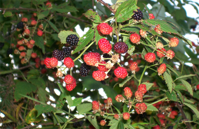 Wild blackberries growing on the farm