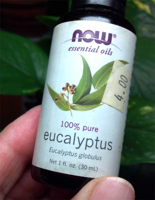 Eucalyptus essential oil in bottle