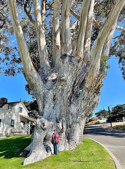 Eucalyptus tree in California