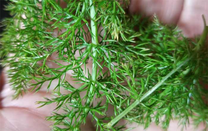fennel leaves up close