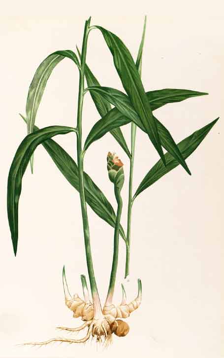 Illustration of a ginger plant