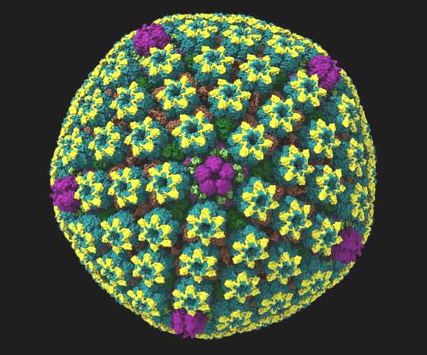 Herpes virus under a microscope