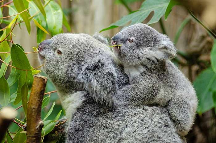 Koala bears eat eucalyptus