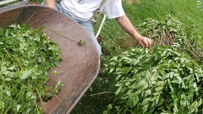 Fresh yellowroot with leaves