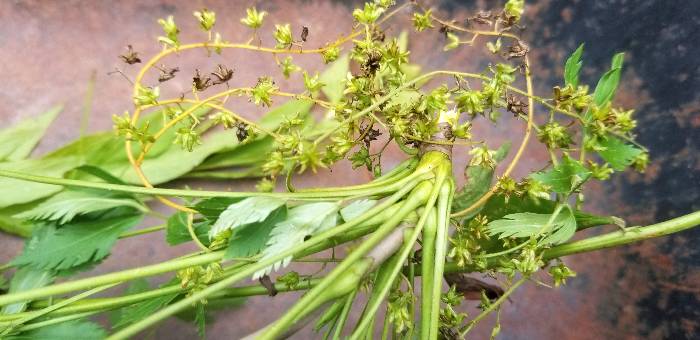 Berberine gives yellowroot flowers a yellow color