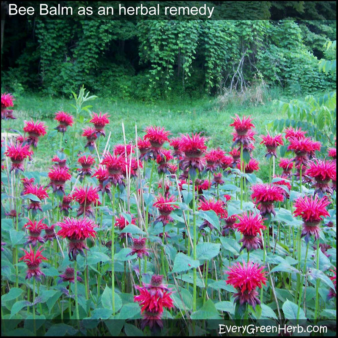 Bee Balm Bergamot Herb
