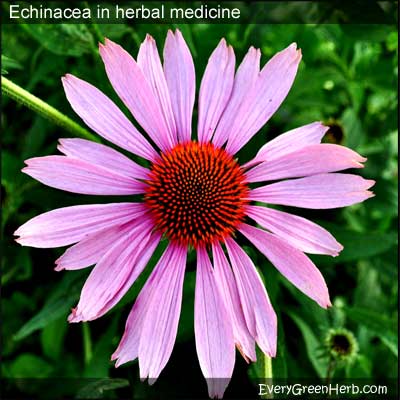 Echinacea is also known as purple coneflower.