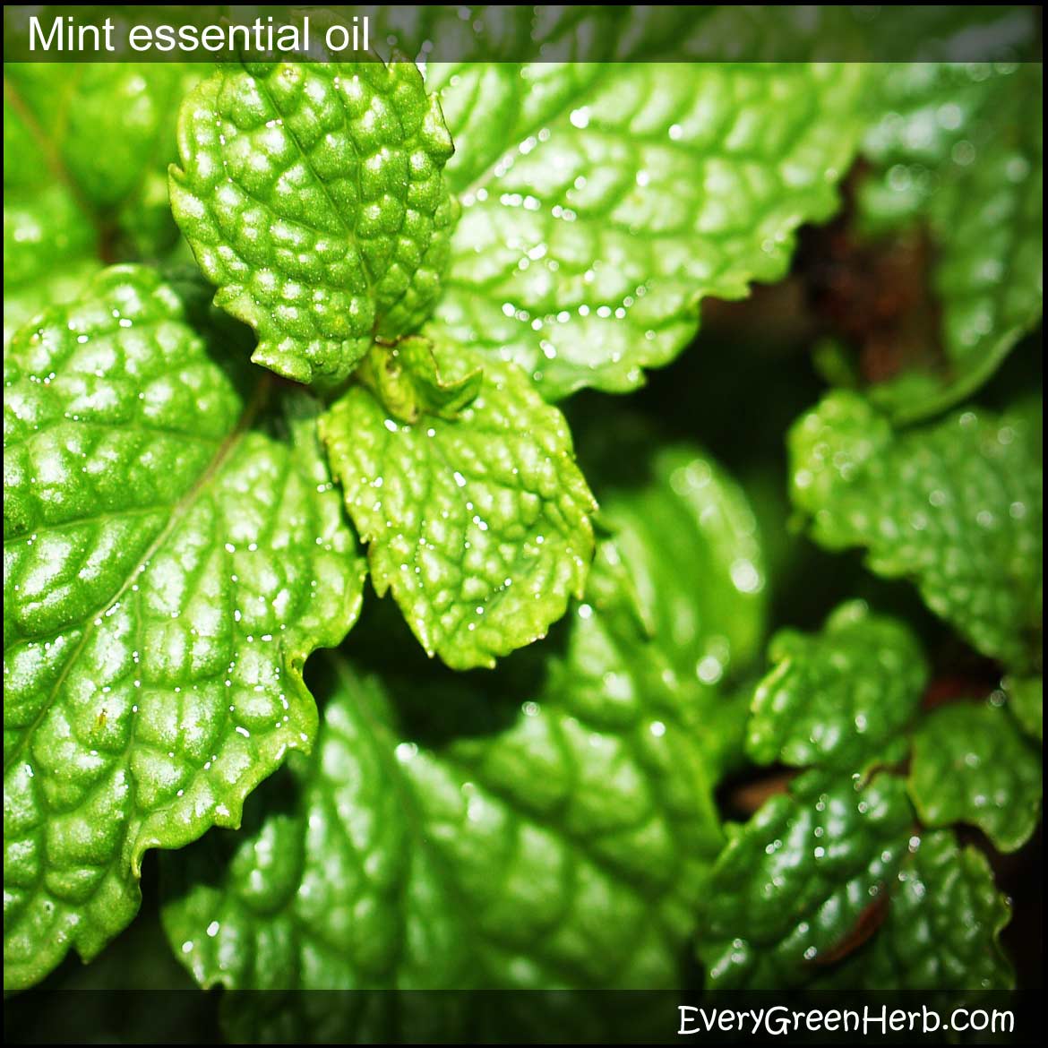 Tips for using mint essential oil in herbal medicine and aromatherapy